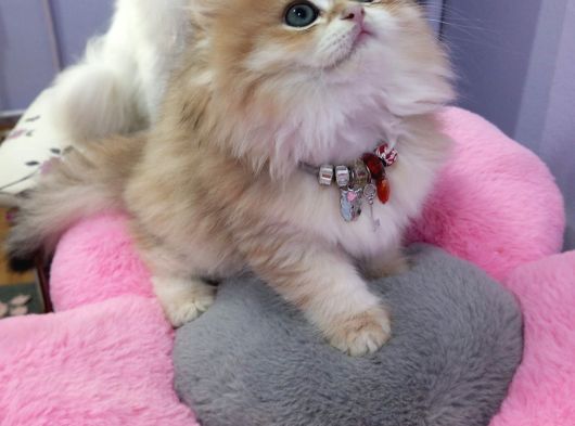 British Longhair Golden Shaded Ny11 Safkan Orji̇nal görsel