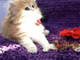 British Longhair Golden Shaded Ny11 Safkan Orji̇nal