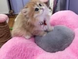 British Longhair Golden Shaded Ny11 Safkan Orji̇nal