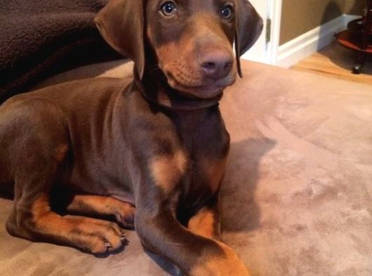 Scrli̇ Full Aşili Kizil Dobermanslar