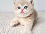 Buz Mavisi Gözleriyle Golden British Shorthair Yavrumuz