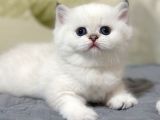 Beyazı parlayan Silver British Shorthair NS113 yavrumuz