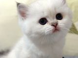 Beyazı Parlayan Silver British Shorthair Ns113 Yavrumuz