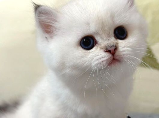 Beyazı Parlayan Silver British Shorthair Ns113 Yavrumuz görsel