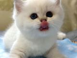 Beyazı Parlayan Silver British Shorthair Ns113 Yavrumuz