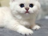 Beyazı Parlayan Silver British Shorthair Ns113 Yavrumuz