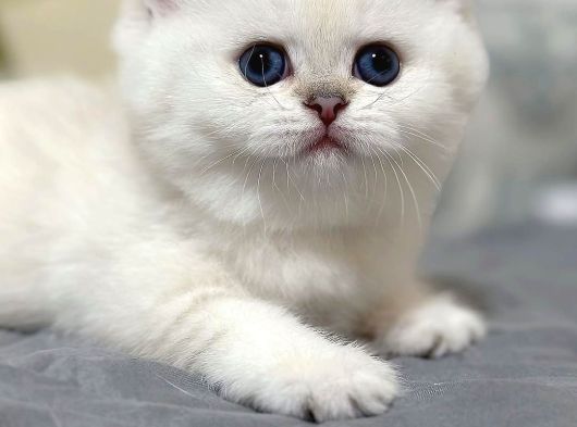 Beyazı Parlayan Silver British Shorthair Ns113 Yavrumuz görsel