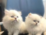 British Longhair