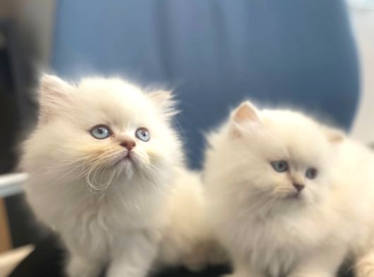 British Longhair görsel