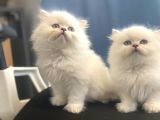 British Longhair