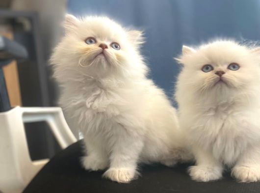 British Longhair görsel