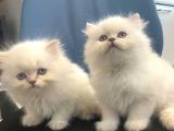 British Longhair