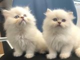 British longhair