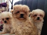 Morkie Yavrularımız