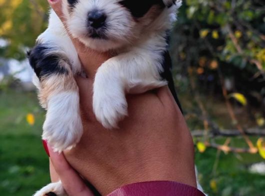 Morkie Yavrularımız görsel