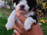 Morkie Yavrularımız