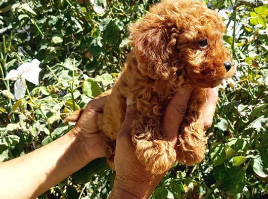 Toy Poodle Yavrularımız görsel