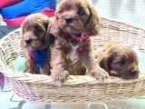 Cavapoo Yavrularımız