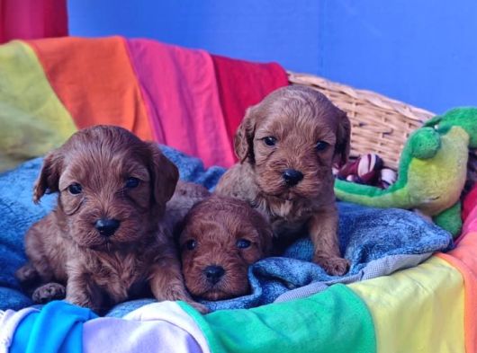 Cavapoo Yavrularımız görsel