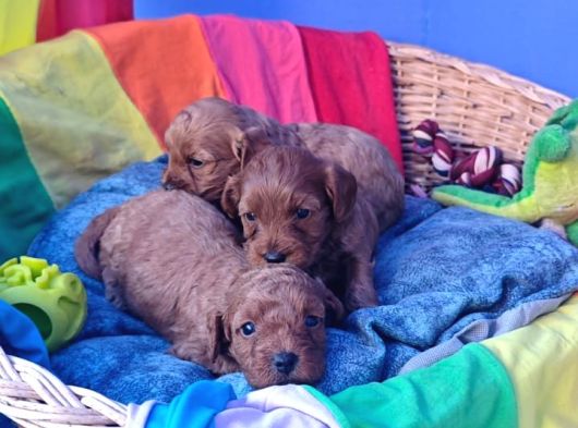 Cavapoo Yavrularımız görsel