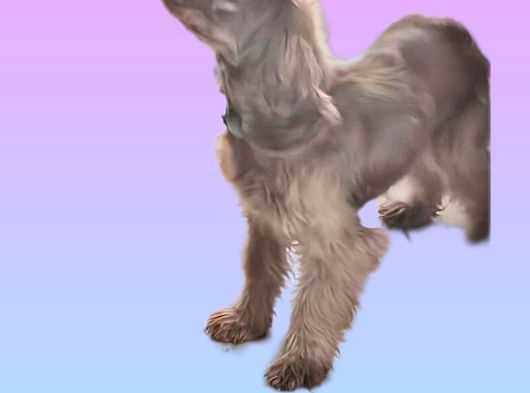 Süslü görsel