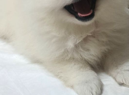 Pomerian Boo Üst Kalite Tea Cup görsel