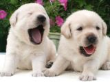 Golden Retriver Yavruları Mama Ve Malzeme Kampanyali