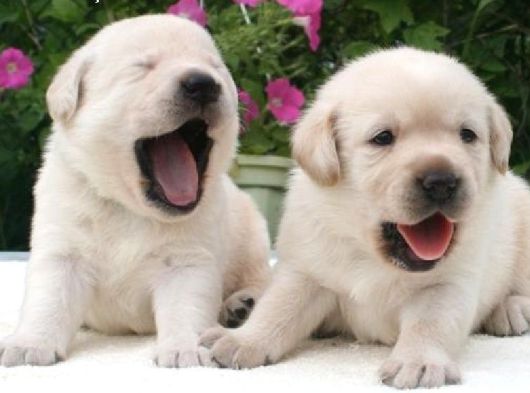 Golden Retriver Yavruları Mama Ve Malzeme Kampanyali görsel