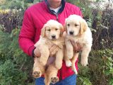 Golden Retriver Yavruları Mama Ve Malzeme Kampanyali