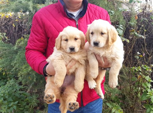 Golden Retriver Yavruları Mama Ve Malzeme Kampanyali görsel