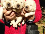 Golden Yavrulari Mama Ve Malzeme Kampanyali