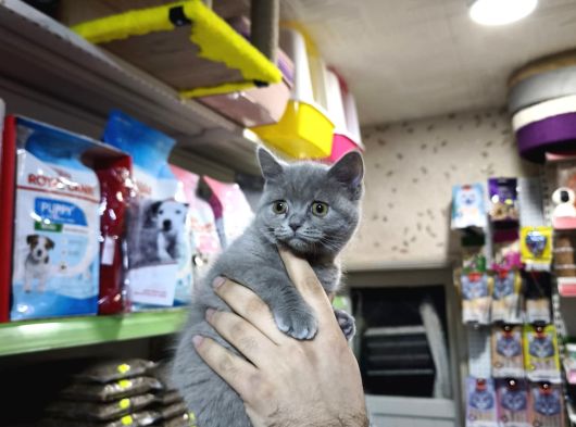 Lilac Ve Blue Dişi Erkek Show Bebekler görsel