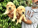 Golden Retriver Yavruları Mama Ve Malzeme Kampanyali