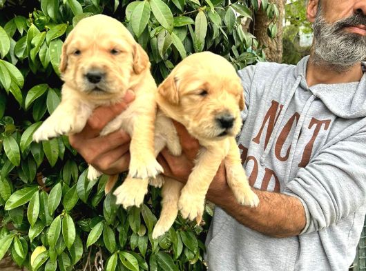 Golden Retriver Yavruları Mama Ve Malzeme Kampanyali görsel