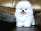 AYI SURAT BOO YAVRULAR KARTA TAKSİTLE HERYERE GÖNDERİLİR