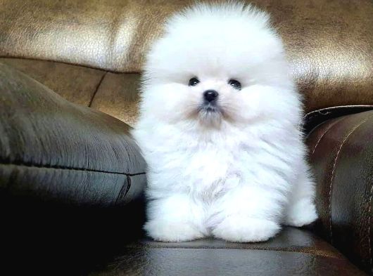 AYI SURAT BOO YAVRULAR KARTA TAKSİTLE HERYERE GÖNDERİLİR