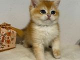 VONALP PET GARANTISIYLE EFSANE GÜZELLİKTE BRİTİSH SHORTHAİR