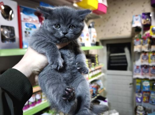 Lilac Ve Blue Dişi Erkek Show Bebekler görsel