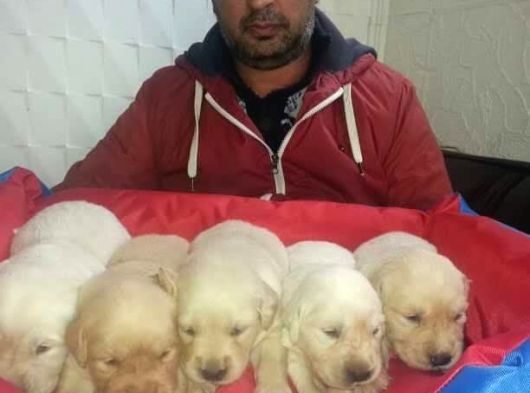 Golden Retriver Yavruları Mama Ve Malzeme Kampanyali görsel
