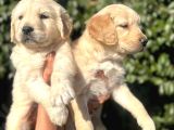 Golden Yavrulari Mama Ve Malzeme Kampanyali
