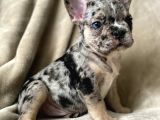 French Bulldog Blue Merle Dişi Erkek Exotic Yavrularımız