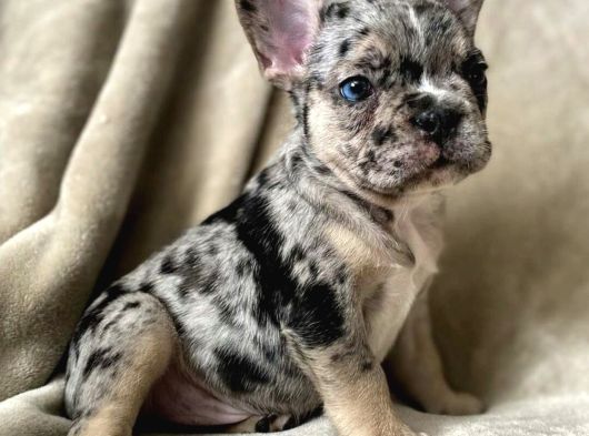 French Bulldog Blue Merle Dişi Erkek Exotic Yavrularımız görsel