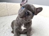 French Bulldog Blue Merle Dişi Erkek Exotic Yavrularımız