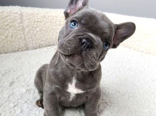 French Bulldog Blue Merle Dişi Erkek Exotic Yavrularımız görsel