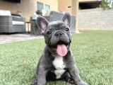 French bulldog blue merle dişi erkek exotic yavrularımız