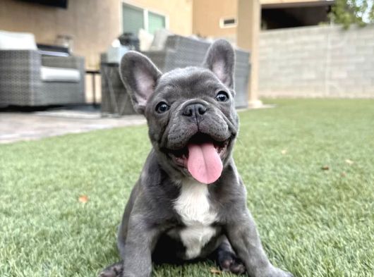 French bulldog blue merle dişi erkek exotic yavrularımız