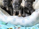 French Bulldog Blue Merle Dişi Erkek Exotic Yavrularımız