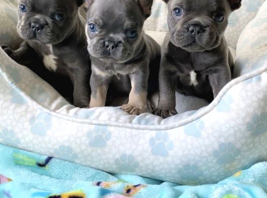 French Bulldog Blue Merle Dişi Erkek Exotic Yavrularımız görsel