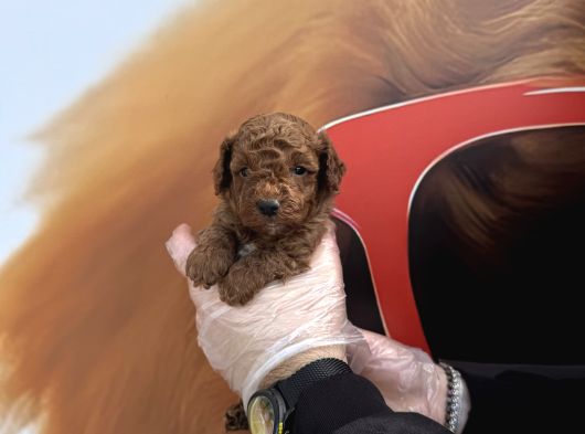 GERÇEK TOY POODLE BEBEKLERİMİZ IRK GARANTİLİ