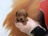 GERÇEK MALTİPOO BEBEKLERİMİZ IRK GARANTİLİ